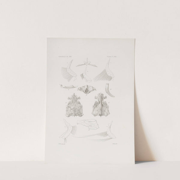 Memoirs of the Museum of Comparative Zoology at Harvard College Pl.29 by Harvard University. Museum of Comparative Zoology