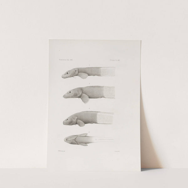 Memoirs of the Museum of Comparative Zoology at Harvard College Pl.30 by Harvard University. Museum of Comparative Zoology