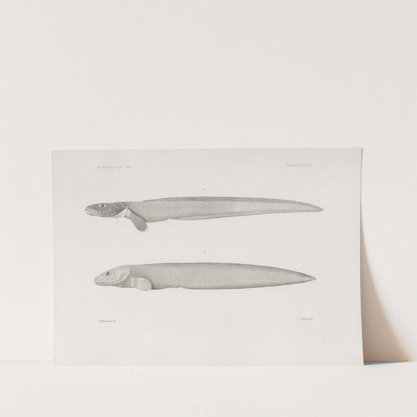 Memoirs of the Museum of Comparative Zoology at Harvard College Pl.31 by Harvard University. Museum of Comparative Zoology