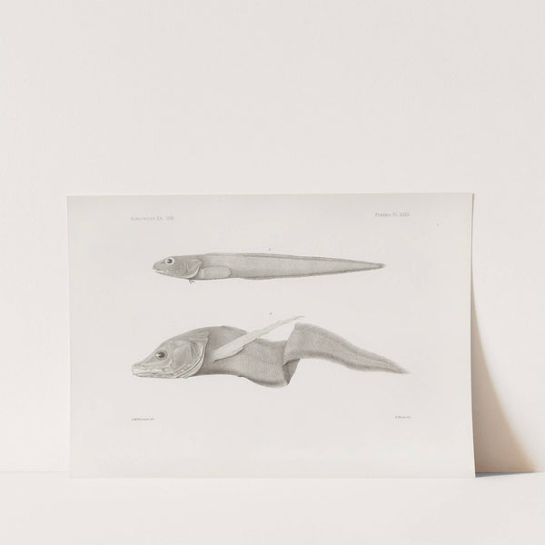 Memoirs of the Museum of Comparative Zoology at Harvard College Pl.32 by Harvard University. Museum of Comparative Zoology