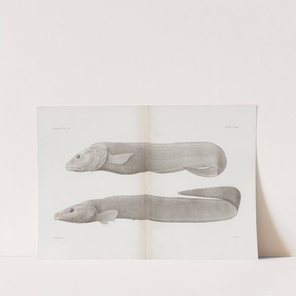 Memoirs of the Museum of Comparative Zoology at Harvard College Pl.33 by Harvard University. Museum of Comparative Zoology