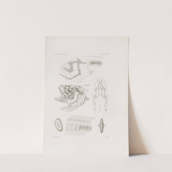 Memoirs of the Museum of Comparative Zoology at Harvard College Pl.34 by Harvard University. Museum of Comparative Zoology