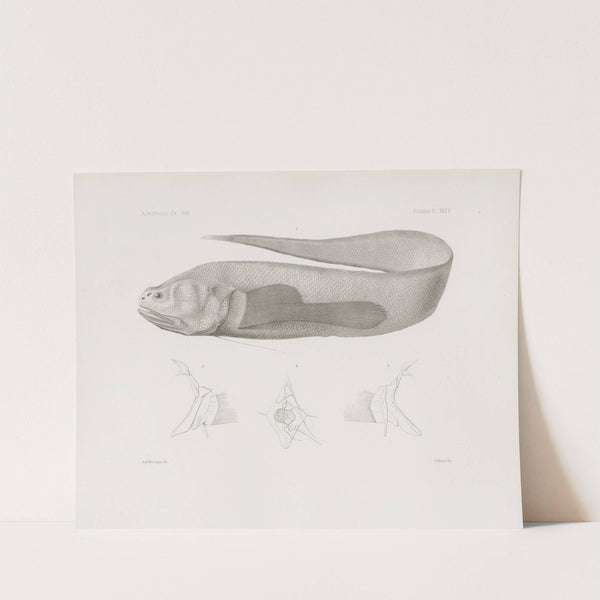 Memoirs of the Museum of Comparative Zoology at Harvard College Pl.35 by Harvard University. Museum of Comparative Zoology