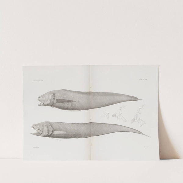 Memoirs of the Museum of Comparative Zoology at Harvard College Pl.36 by Harvard University. Museum of Comparative Zoology