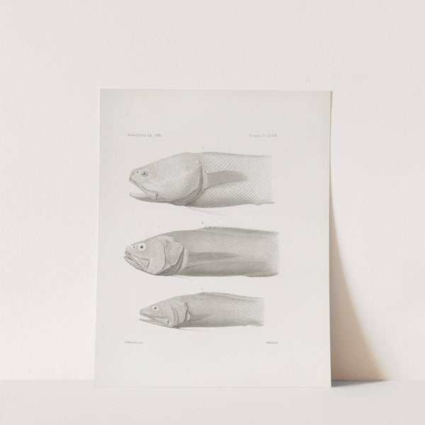 Memoirs of the Museum of Comparative Zoology at Harvard College Pl.37 by Harvard University. Museum of Comparative Zoology