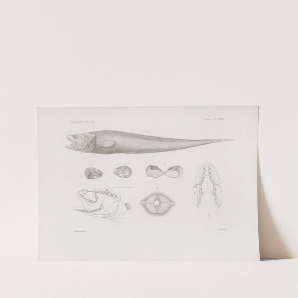 Memoirs of the Museum of Comparative Zoology at Harvard College Pl.38 by Harvard University. Museum of Comparative Zoology