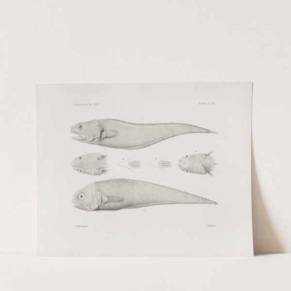 Memoirs of the Museum of Comparative Zoology at Harvard College Pl.40 by Harvard University. Museum of Comparative Zoology