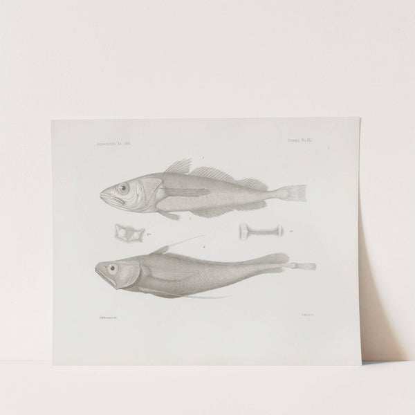 Memoirs of the Museum of Comparative Zoology at Harvard College Pl.41 by Harvard University. Museum of Comparative Zoology