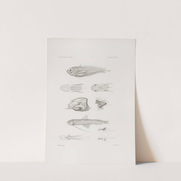 Memoirs of the Museum of Comparative Zoology at Harvard College Pl.43 by Harvard University. Museum of Comparative Zoology