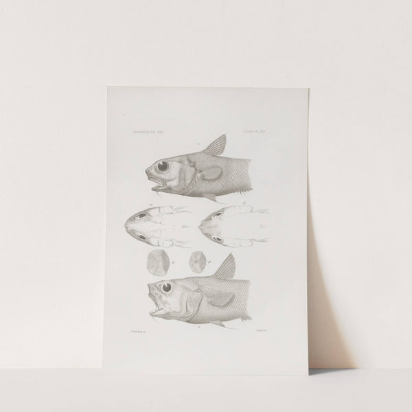 Memoirs of the Museum of Comparative Zoology at Harvard College Pl.44 by Harvard University. Museum of Comparative Zoology