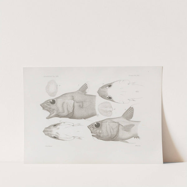 Memoirs of the Museum of Comparative Zoology at Harvard College Pl.45 by Harvard University. Museum of Comparative Zoology