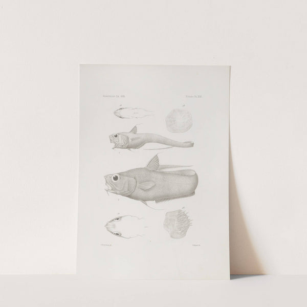 Memoirs of the Museum of Comparative Zoology at Harvard College Pl.46 by Harvard University. Museum of Comparative Zoology