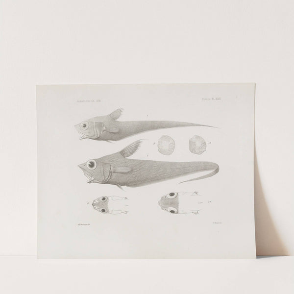 Memoirs of the Museum of Comparative Zoology at Harvard College Pl.47 by Harvard University. Museum of Comparative Zoology