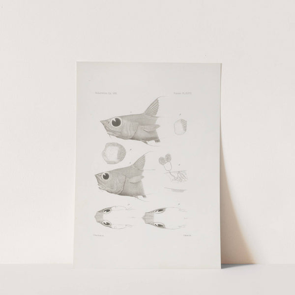 Memoirs of the Museum of Comparative Zoology at Harvard College Pl.48 by Harvard University. Museum of Comparative Zoology