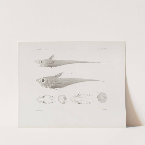 Memoirs of the Museum of Comparative Zoology at Harvard College Pl.49 by Harvard University. Museum of Comparative Zoology