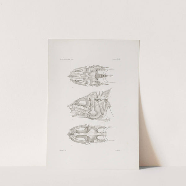 Memoirs of the Museum of Comparative Zoology at Harvard College Pl.50 by Harvard University. Museum of Comparative Zoology