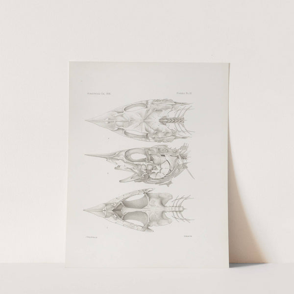 Memoirs of the Museum of Comparative Zoology at Harvard College Pl.51 by Harvard University. Museum of Comparative Zoology