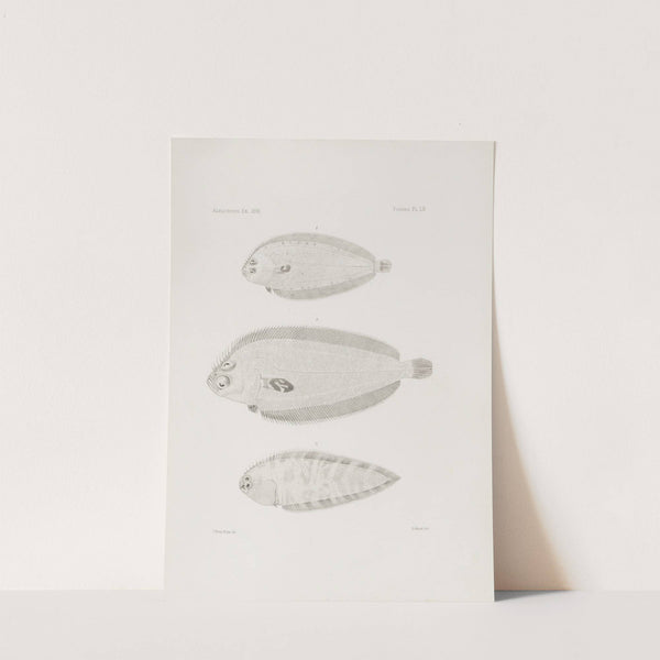 Memoirs of the Museum of Comparative Zoology at Harvard College Pl.52 by Harvard University. Museum of Comparative Zoology