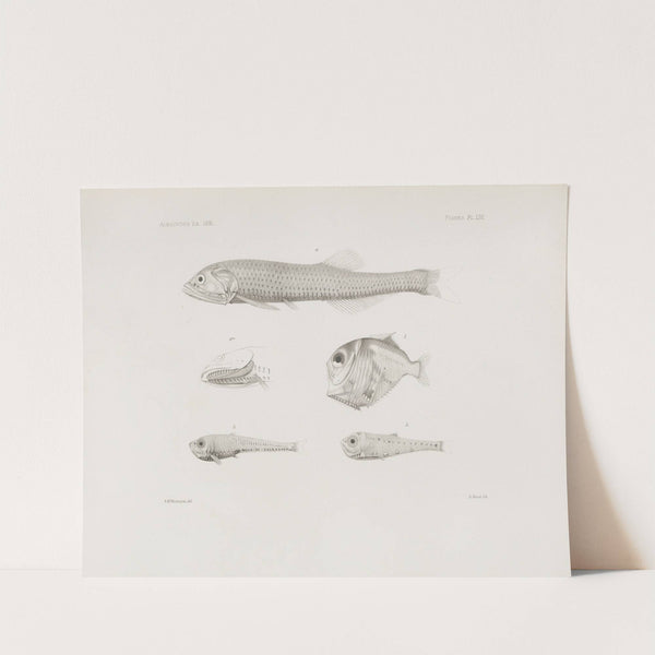 Memoirs of the Museum of Comparative Zoology at Harvard College Pl.53 by Harvard University. Museum of Comparative Zoology