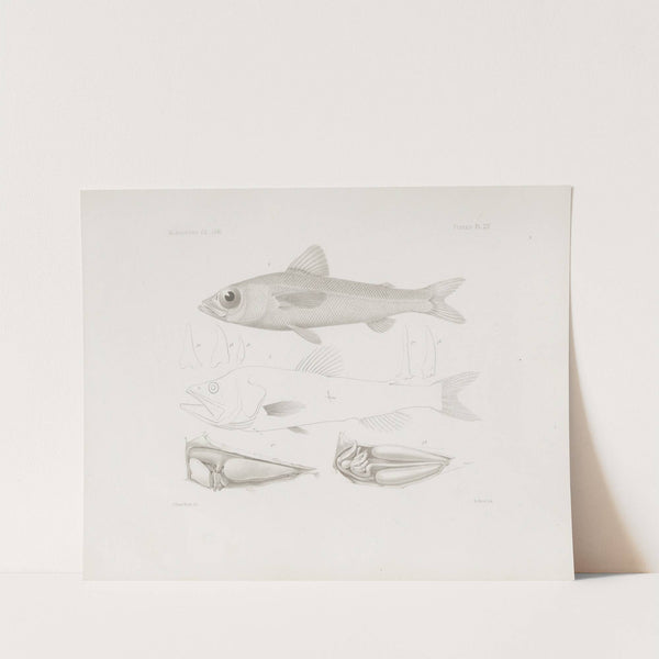 Memoirs of the Museum of Comparative Zoology at Harvard College Pl.54 by Harvard University. Museum of Comparative Zoology