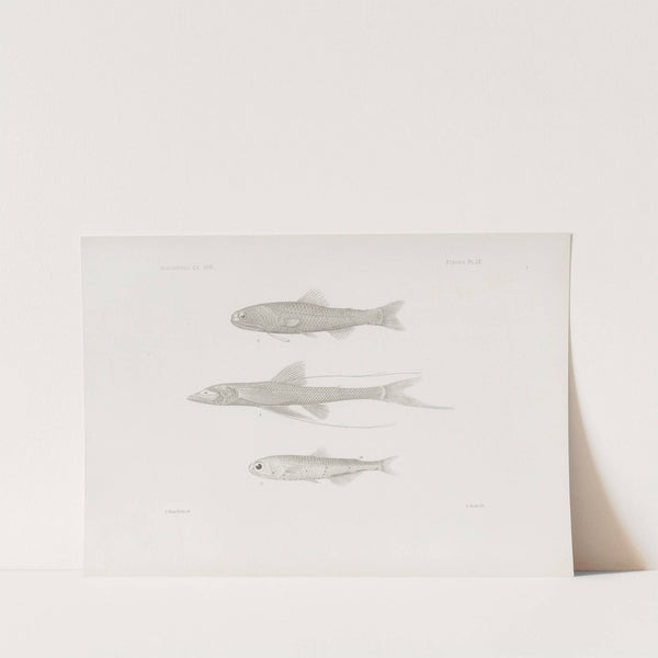 Memoirs of the Museum of Comparative Zoology at Harvard College Pl.55 by Harvard University. Museum of Comparative Zoology