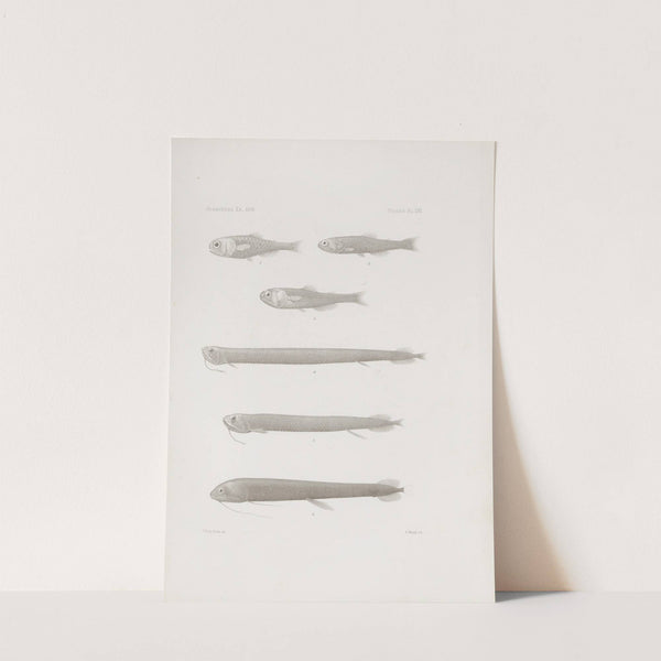 Memoirs of the Museum of Comparative Zoology at Harvard College Pl.56 by Harvard University. Museum of Comparative Zoology