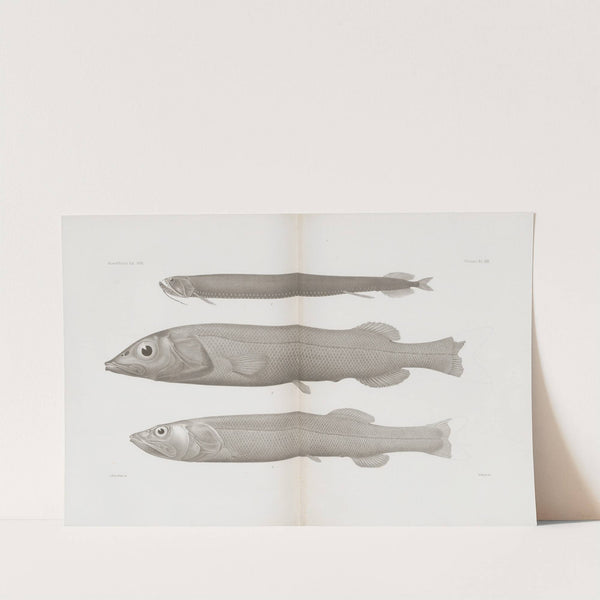 Memoirs of the Museum of Comparative Zoology at Harvard College Pl.57 by Harvard University. Museum of Comparative Zoology