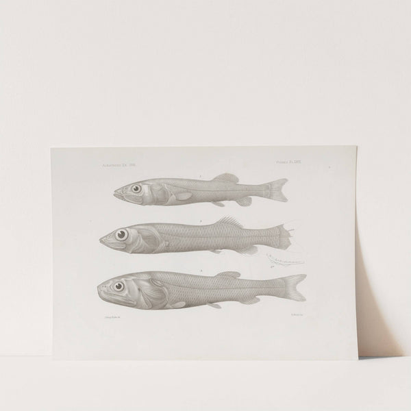 Memoirs of the Museum of Comparative Zoology at Harvard College Pl.58 by Harvard University. Museum of Comparative Zoology