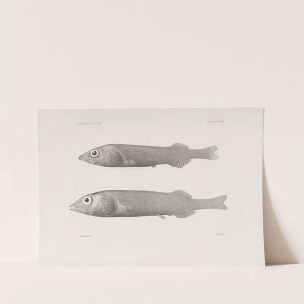 Memoirs of the Museum of Comparative Zoology at Harvard College Pl.59 by Harvard University. Museum of Comparative Zoology