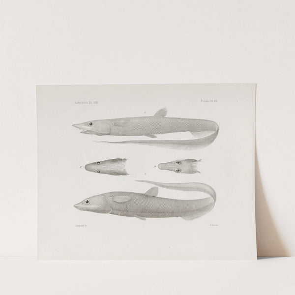 Memoirs of the Museum of Comparative Zoology at Harvard College Pl.60 by Harvard University. Museum of Comparative Zoology