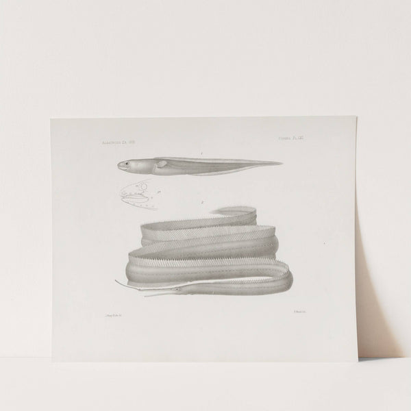 Memoirs of the Museum of Comparative Zoology at Harvard College Pl.61 by Harvard University. Museum of Comparative Zoology