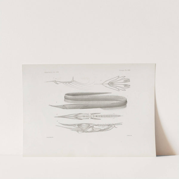 Memoirs of the Museum of Comparative Zoology at Harvard College Pl.63 by Harvard University. Museum of Comparative Zoology