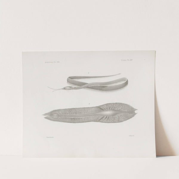 Memoirs of the Museum of Comparative Zoology at Harvard College Pl.64 by Harvard University. Museum of Comparative Zoology