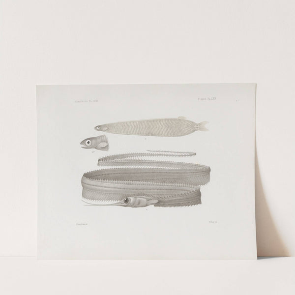 Memoirs of the Museum of Comparative Zoology at Harvard College Pl.65 by Harvard University. Museum of Comparative Zoology