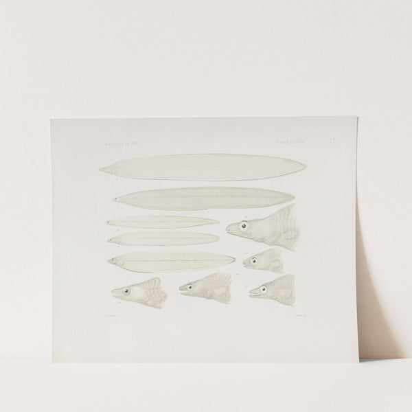 Memoirs of the Museum of Comparative Zoology at Harvard College Pl.67 by Harvard University. Museum of Comparative Zoology