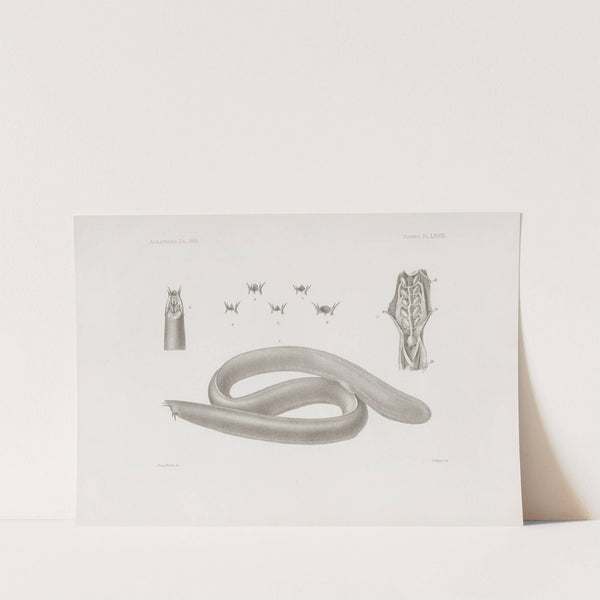 Memoirs of the Museum of Comparative Zoology at Harvard College Pl.68 by Harvard University. Museum of Comparative Zoology