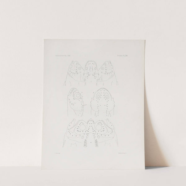 Memoirs of the Museum of Comparative Zoology at Harvard College Pl.71 by Harvard University. Museum of Comparative Zoology