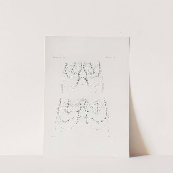 Memoirs of the Museum of Comparative Zoology at Harvard College Pl.74 by Harvard University. Museum of Comparative Zoology