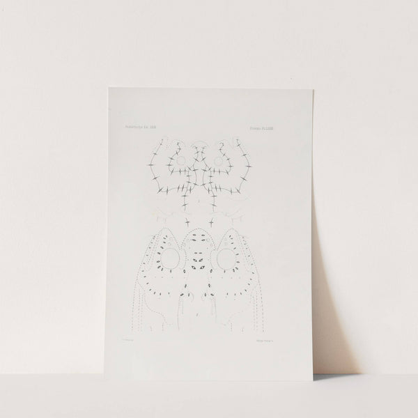 Memoirs of the Museum of Comparative Zoology at Harvard College Pl.81 by Harvard University. Museum of Comparative Zoology