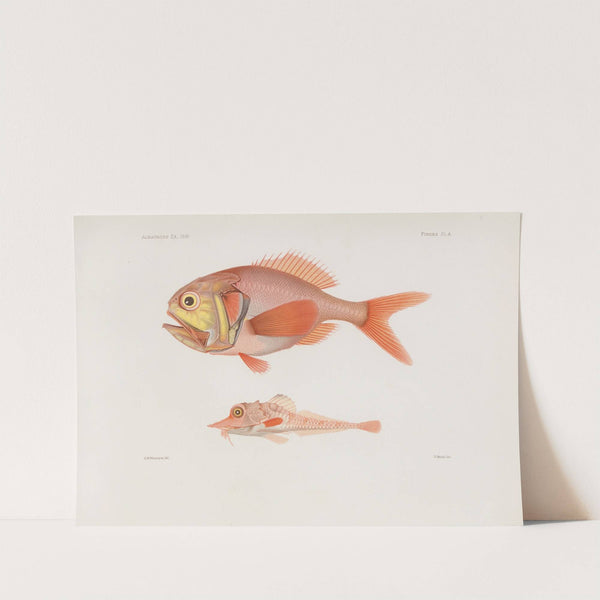 Memoirs of the Museum of Comparative Zoology at Harvard College Pl.85 by Harvard University. Museum of Comparative Zoology