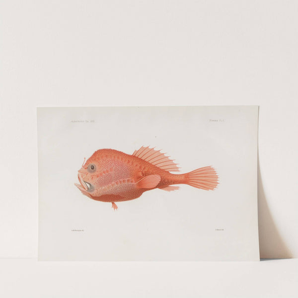 Memoirs of the Museum of Comparative Zoology at Harvard College Pl.87 by Harvard University. Museum of Comparative Zoology