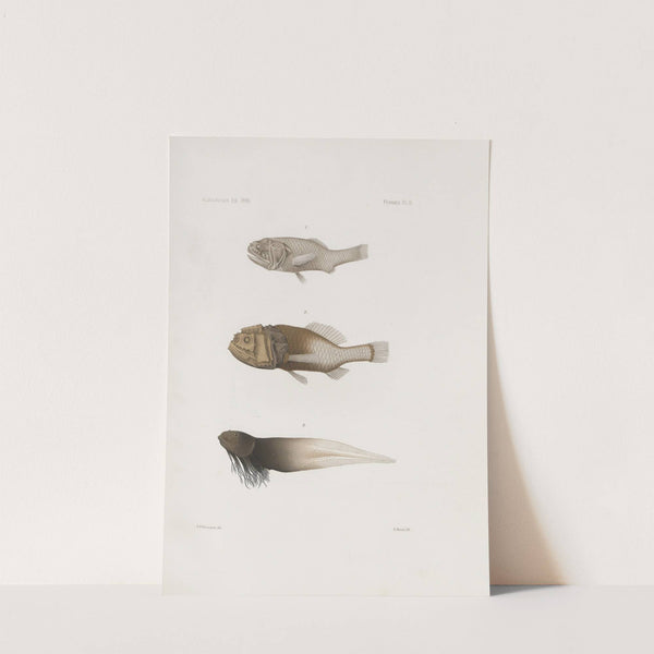 Memoirs of the Museum of Comparative Zoology at Harvard College Pl.88 by Harvard University. Museum of Comparative Zoology