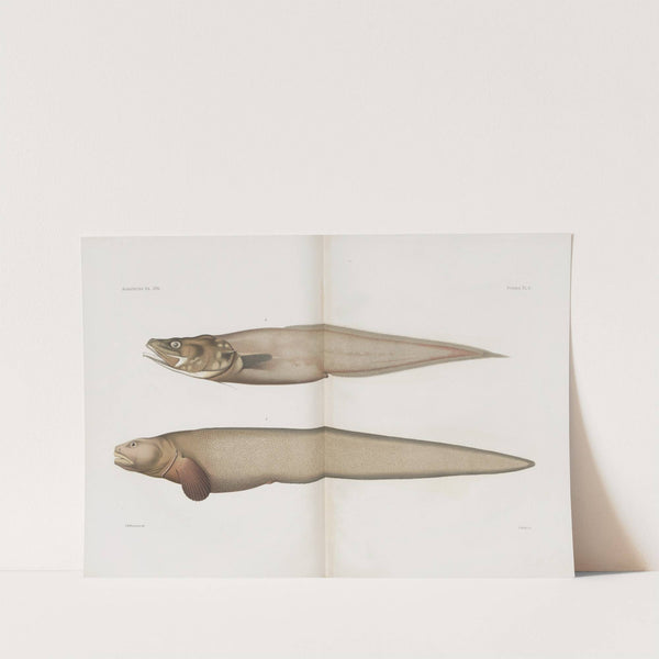 Memoirs of the Museum of Comparative Zoology at Harvard College Pl.89 by Harvard University. Museum of Comparative Zoology