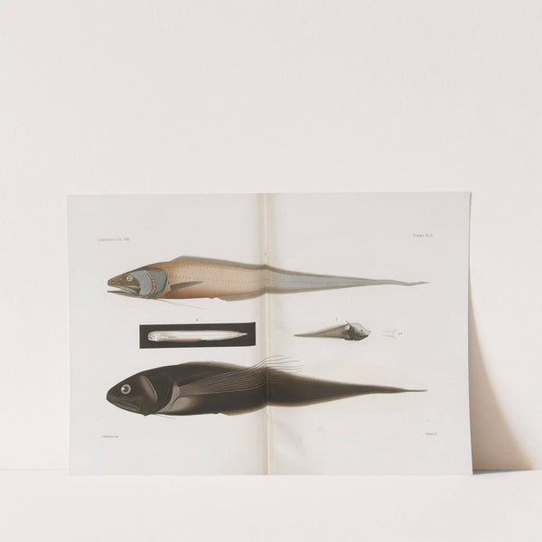 Memoirs of the Museum of Comparative Zoology at Harvard College Pl.90 by Harvard University. Museum of Comparative Zoology