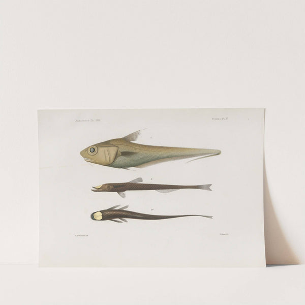 Memoirs of the Museum of Comparative Zoology at Harvard College Pl.92 by Harvard University. Museum of Comparative Zoology