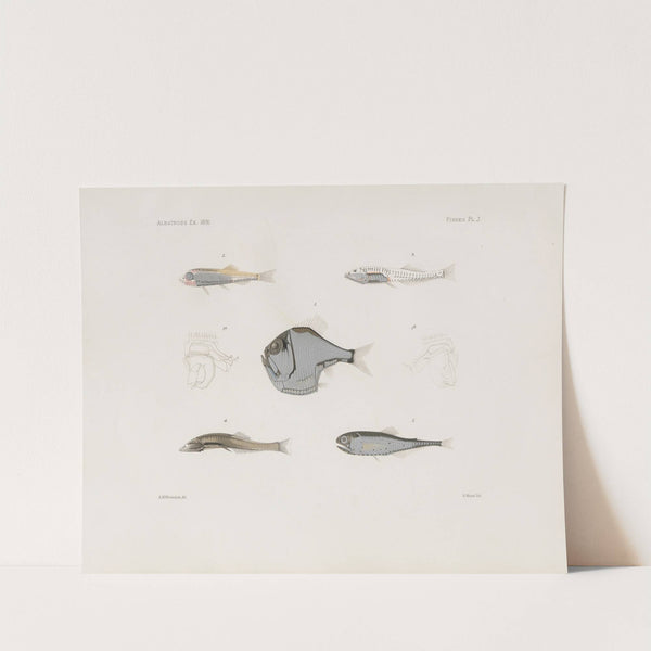 Memoirs of the Museum of Comparative Zoology at Harvard College Pl.93 by Harvard University. Museum of Comparative Zoology