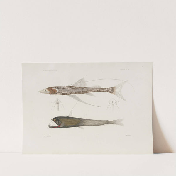 Memoirs of the Museum of Comparative Zoology at Harvard College Pl.94 by Harvard University. Museum of Comparative Zoology