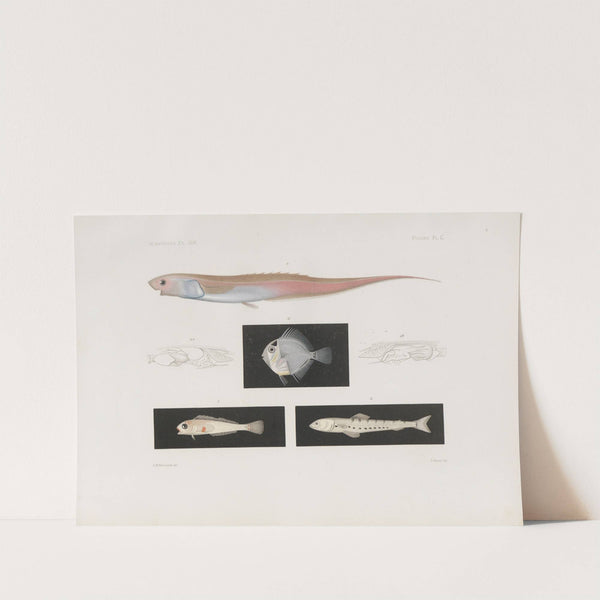 Memoirs of the Museum of Comparative Zoology at Harvard College Pl.95 by Harvard University. Museum of Comparative Zoology