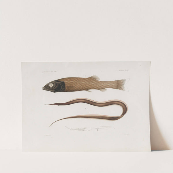 Memoirs of the Museum of Comparative Zoology at Harvard College Pl.96 by Harvard University. Museum of Comparative Zoology