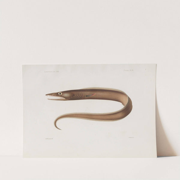 Memoirs of the Museum of Comparative Zoology at Harvard College Pl.97 by Harvard University. Museum of Comparative Zoology